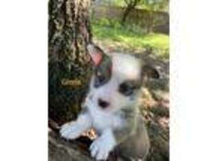 Pembroke Welsh Corgi Puppy for sale in Lorena, TX, USA