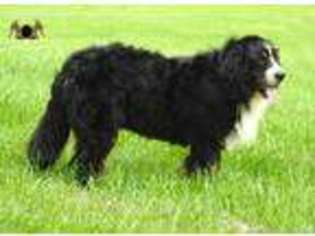 Medium Photo #1 Bernese Mountain Dog Puppy For Sale in Unknown, USA