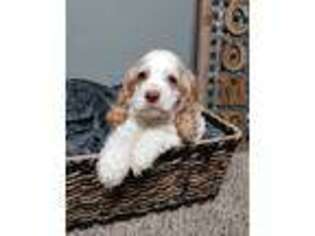Cocker Spaniel Puppy for sale in Greenwood, IN, USA