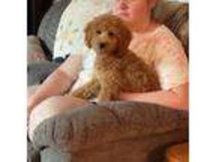 Goldendoodle Puppy for sale in Sergeant Bluff, IA, USA