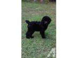 Labradoodle Puppy for sale in DEBARY, FL, USA