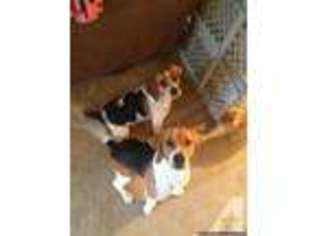 Beagle Puppy for sale in BELLEVUE, NE, USA