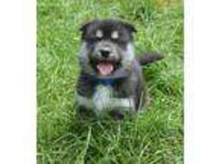 Siberian Husky Puppy for sale in Brandywine, MD, USA