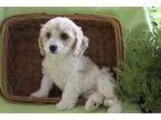 Cavachon Puppy for sale in Riceville, IA, USA