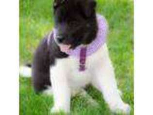 Akita Puppy for sale in Fort Morgan, CO, USA