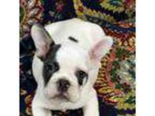 French Bulldog Puppy for sale in Warrenton, NC, USA