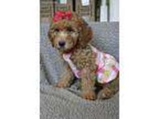 Goldendoodle Puppy for sale in Orange, TX, USA