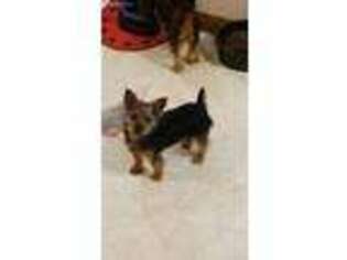 Yorkshire Terrier Puppy for sale in Whittemore, IA, USA