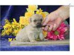 Cairn Terrier Puppy for sale in Harrisburg, PA, USA