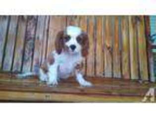 Mutt Puppy for sale in FORT LEONARD WOOD, MO, USA