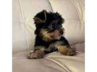 Yorkshire Terrier Puppy for sale in Mukilteo, WA, USA