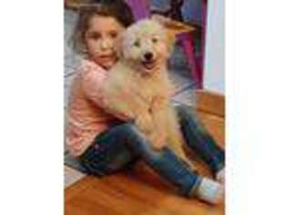 Goldendoodle Puppy for sale in Homeworth, OH, USA