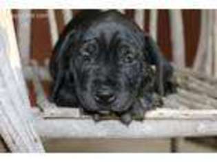 Cane Corso Puppy for sale in Goshen, IN, USA