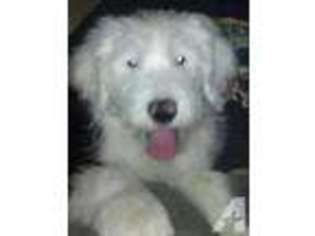 Old English Sheepdog Puppy for sale in BAKERS SUMMIT, PA, USA