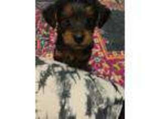 Yorkshire Terrier Puppy for sale in Waltham, MA, USA