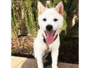 Shiba Inu Puppy for sale in Hempstead, NY, USA