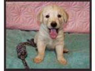 Labradoodle Puppy for sale in Cameron, OK, USA