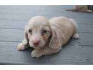 Dachshund Puppy for sale in Axton, VA, USA