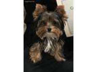 Yorkshire Terrier Puppy for sale in Saint Paul, MN, USA