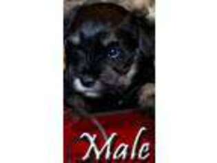Mutt Puppy for sale in Terreton, ID, USA