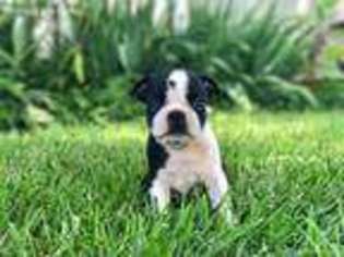 Boston Terrier Puppy for sale in Cleveland, NC, USA
