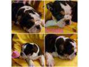 Bulldog Puppy for sale in Gerry, NY, USA