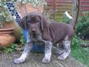 German Shorthaired Pointer Puppy for sale in Skipton, , United Kingdom