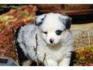 Miniature Australian Shepherd Puppy for sale in Gentry, AR, USA
