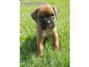 Boxer Puppy for sale in Yorkshire, OH, USA