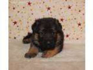 German Shepherd Dog Puppy for sale in Memphis, MO, USA