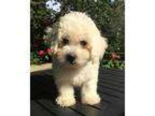 Bichon Frise Puppy for sale in Edgar Springs, MO, USA