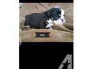 Bulldog Puppy for sale in CIBOLO, TX, USA