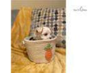 Maltese Puppy for sale in Charlotte, NC, USA