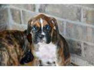 Boxer Puppy for sale in Edmond, OK, USA