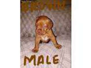 American Bull Dogue De Bordeaux Puppy for sale in Siloam Springs, AR, USA