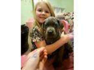 Cane Corso Puppy for sale in Hornell, NY, USA