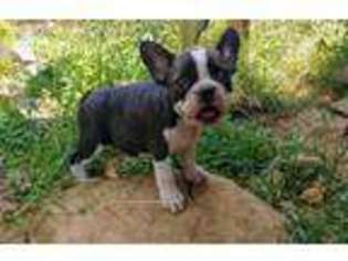 French Bulldog Puppy for sale in Jacksonville, AL, USA