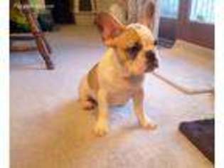 French Bulldog Puppy for sale in Ambler, PA, USA
