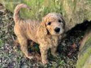 Goldendoodle Puppy for sale in Heber Springs, AR, USA