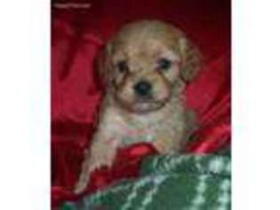 Cavachon Puppy for sale in Uniontown, KS, USA