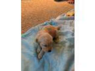 Golden Retriever Puppy for sale in Laramie, WY, USA