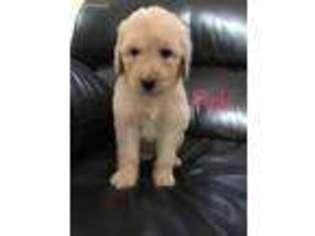 Goldendoodle Puppy for sale in Royalton, KY, USA