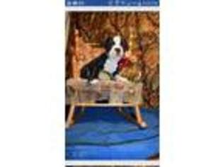 Olde English Bulldogge Puppy for sale in Caldwell, ID, USA
