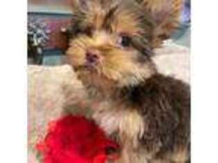 Yorkshire Terrier Puppy for sale in Pine Grove, PA, USA