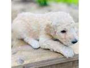 Goldendoodle Puppy for sale in Buffalo, MN, USA