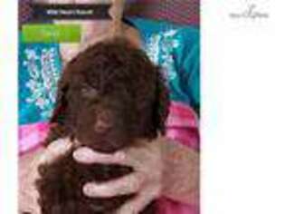 Labradoodle Puppy for sale in Lawrence, KS, USA