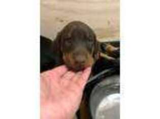 Doberman Pinscher Puppy for sale in Greensburg, PA, USA