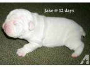 Bulldog Puppy for sale in LONDON, KY, USA