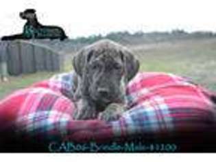 Great Dane Puppy for sale in Scandinavia, WI, USA