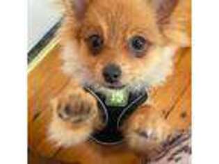 Pomeranian Puppy for sale in Campbell Hall, NY, USA